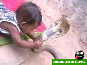 Baby vs Cobra