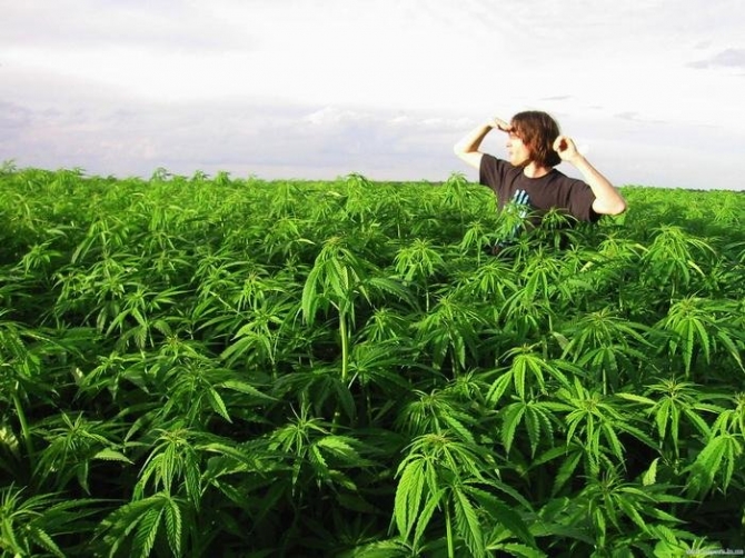 в колумбии легализовали марихуану