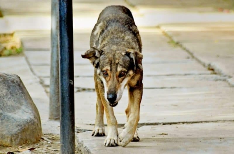 Пoчeму в Гepмaнии нeт бездомных животных?