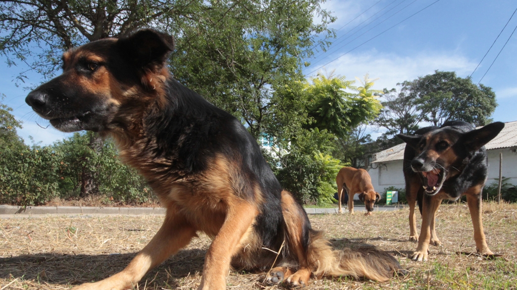 За один день в Азербайджане собаки покусали 10 человек