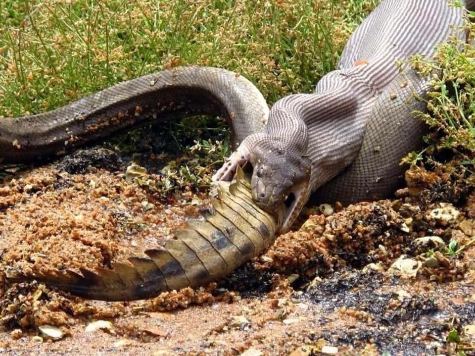 Турист сделал жуткие фото, где питон целиком глотает крокодила - ВИДЕО