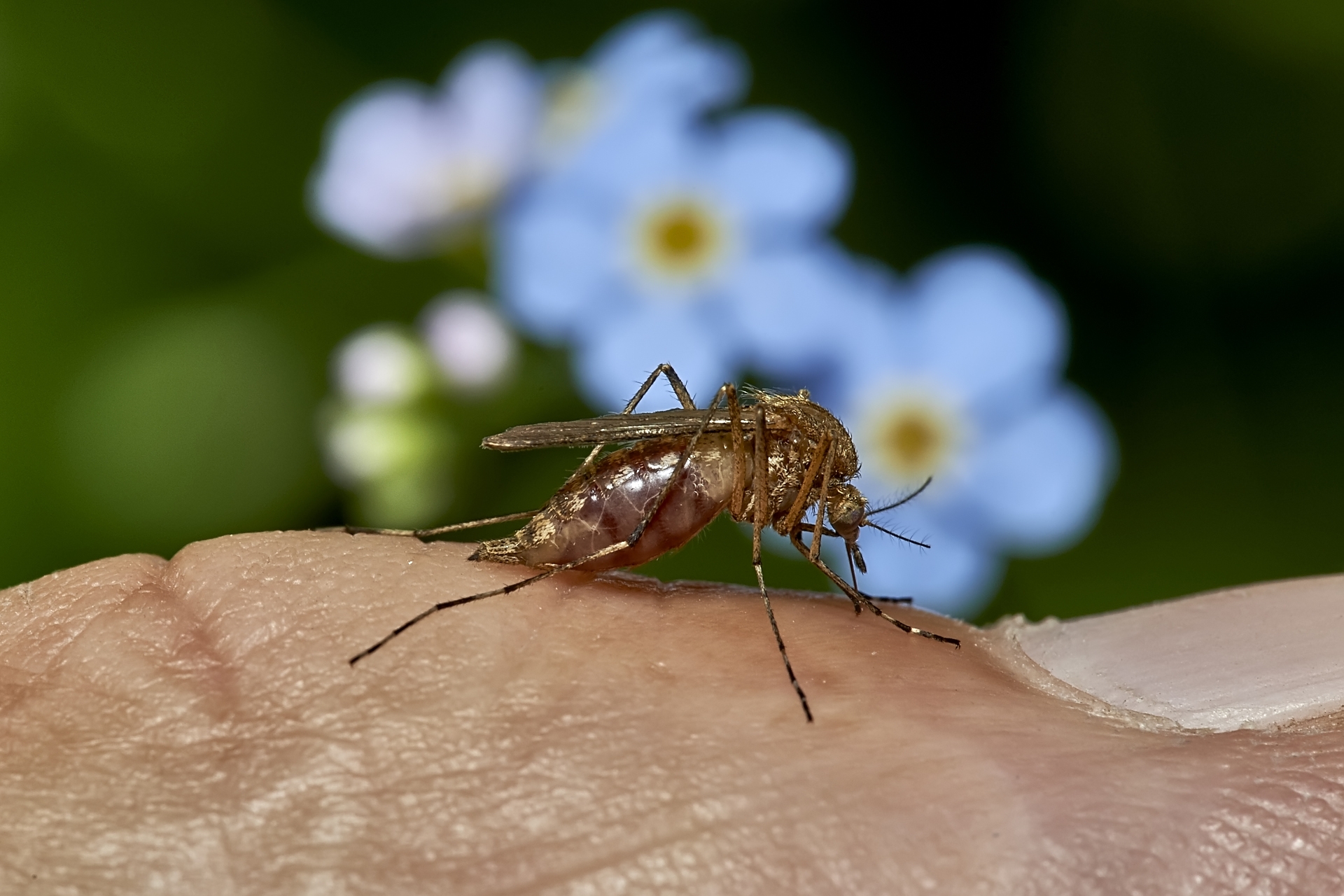 Как комары находят жертв, рассказали ученые