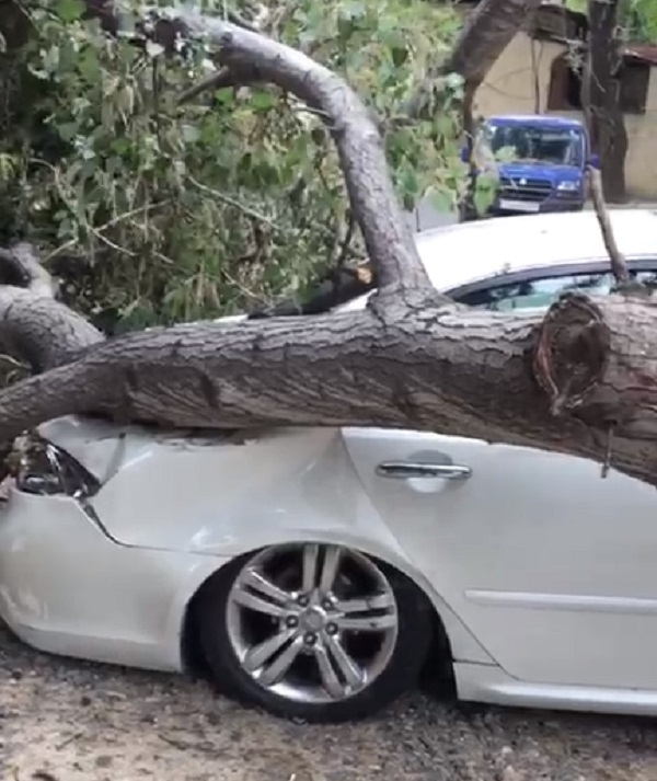 В Баку сильный ветер повалил дерево на машину - ВИДЕО
