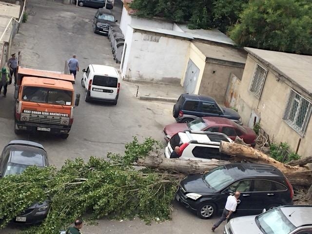 Сильный ветер повалил в Баку 15 деревьев - ФОТО