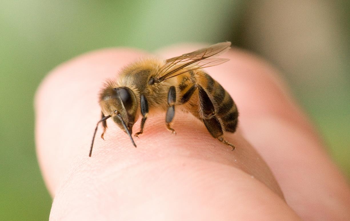 В Азербайджане от укуса пчелы скончался педагог