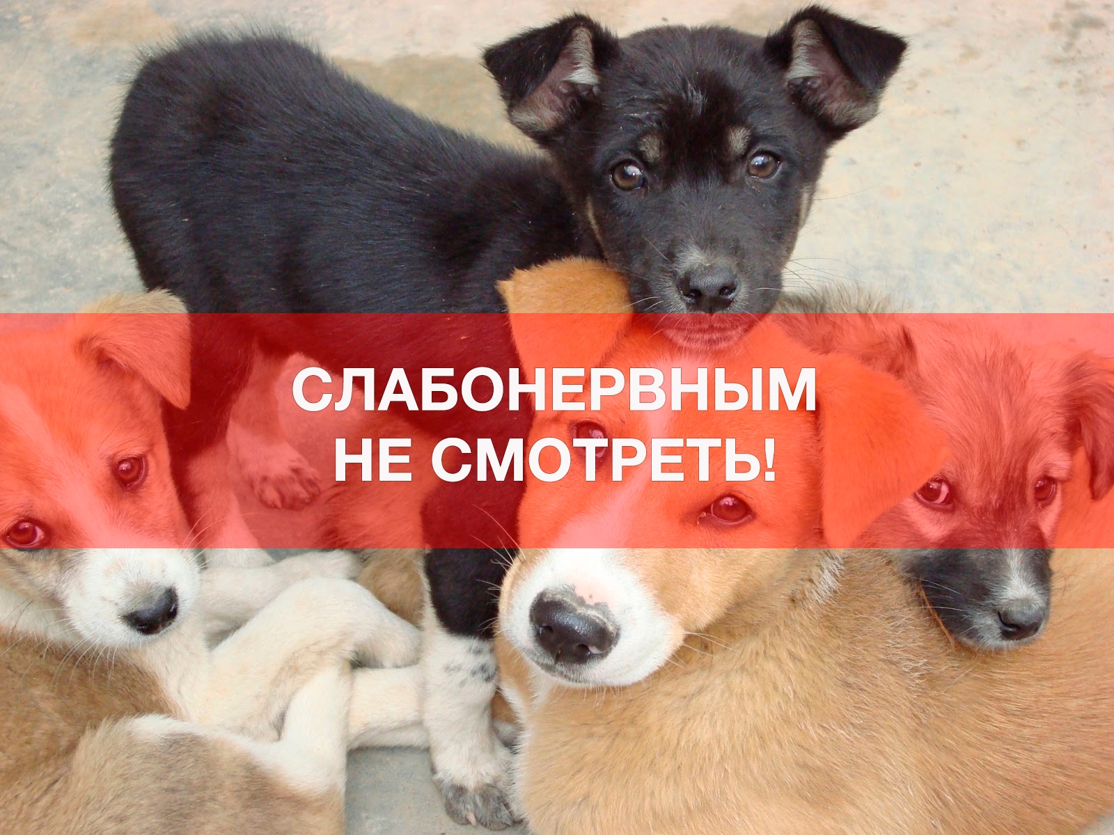 В Азербайджане на глазах у всех расстреляли собак - ВИДЕО