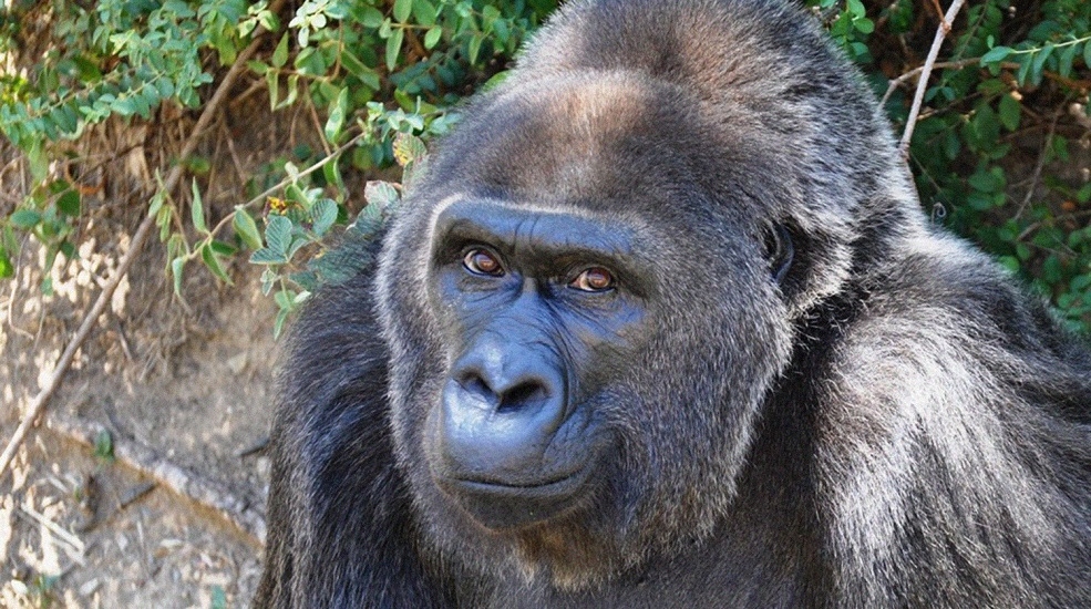 Умерла старейшая в мире горилла