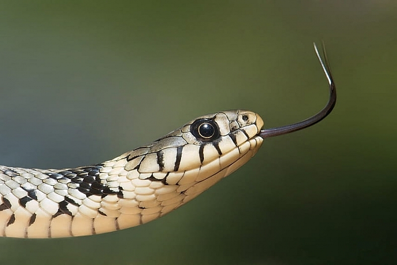 Змея погибла после укуса пьяного человека