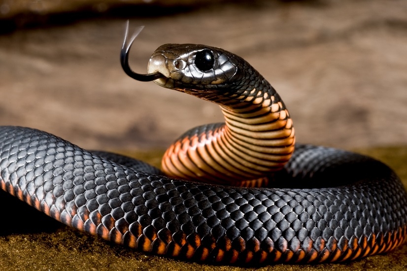 В Азербайджане убита гигантская змея - ФОТО