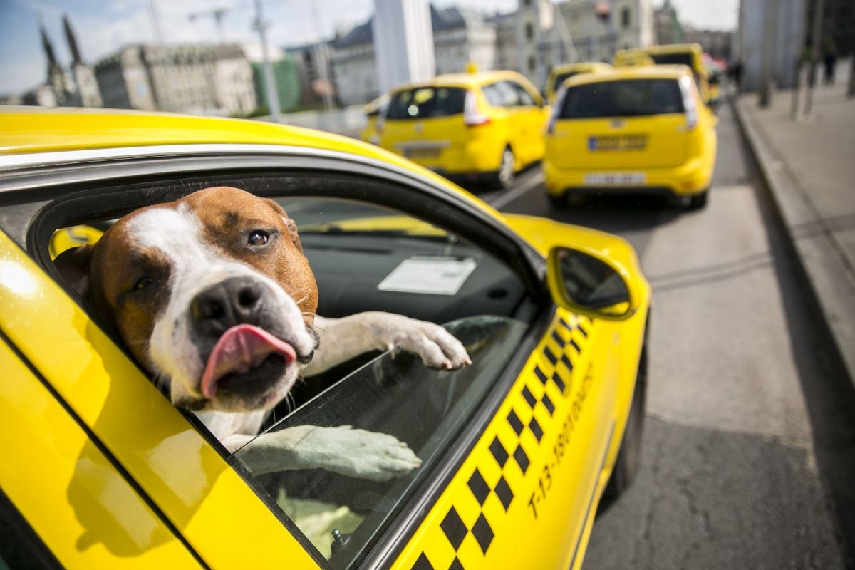 С уютом и комфортом: в Баку появилось такси для животных  - ВИДЕО