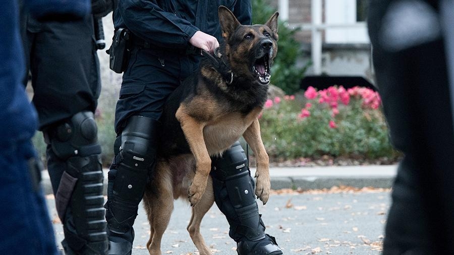 Мигрант в Германии покусал полицейского и собаку при задержании