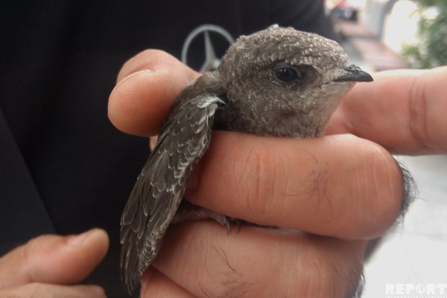 В центре Баку обнаружена птица редкой породы - ФОТО