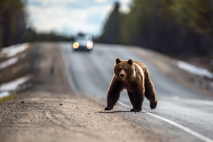 В США медведь поджег полицейский автомобилоь