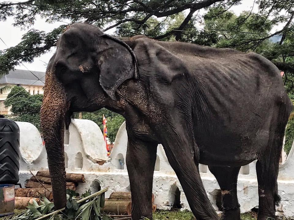 Слониха, чьи фото с парада шокировали зоозащитников, находится на грани смерти