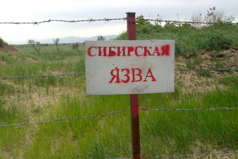 Эпидемия сибирской язвы в Армении: заражены уже 8 человек