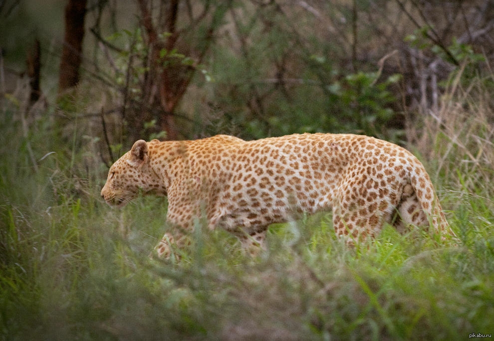 Редчайший розовый леопард попал на скрытую камеру - ФОТО