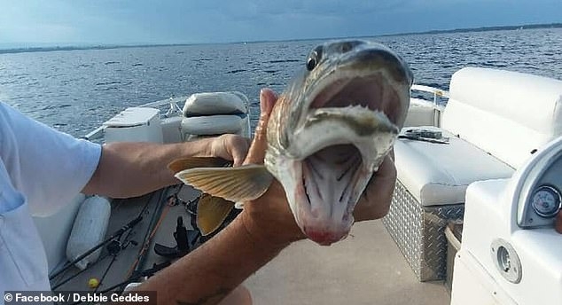 Поймана рыба с двумя ртами - ФОТО