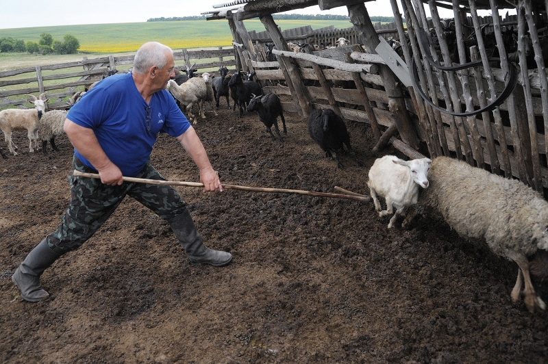 Пастух украл 23 барана и 4 коровы с фермы, где работает