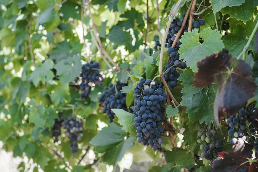 В Шамахы учрежден первый кооператив в сфере виноградарства - ФОТО