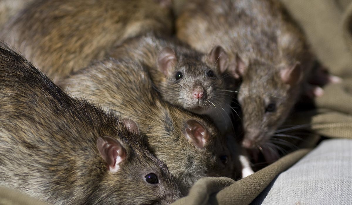 Женщина развела в квартире около 70 крыс и тараканов - ВИДЕО