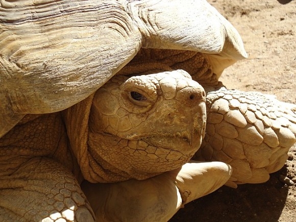 В США нашли черепаху-мутанта - ФОТО