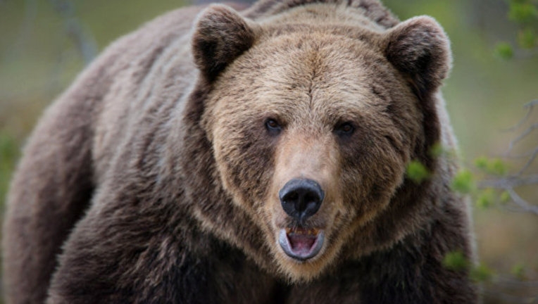 Медведь напал на женщину в России - ФОТО