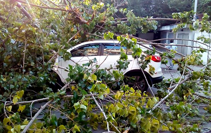 В Баку в результате сильного ветра дерево упало на автомобиль - ВИДЕО
