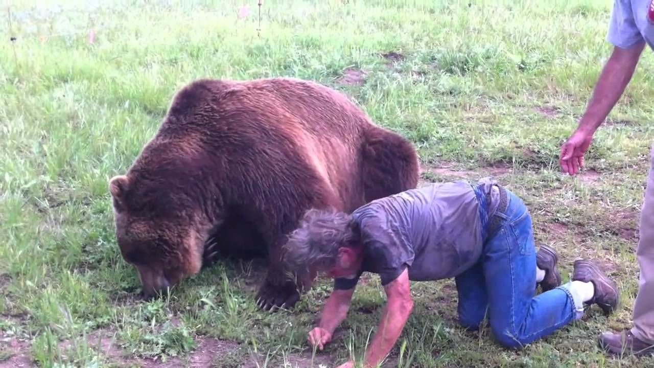В Канаде мужчину оштрафовали за драку с медведем гризли