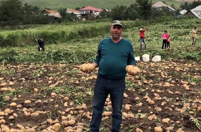 Выращенный в Азербайджане гигантский чудо-картофель взорвал Сеть - ФОТО