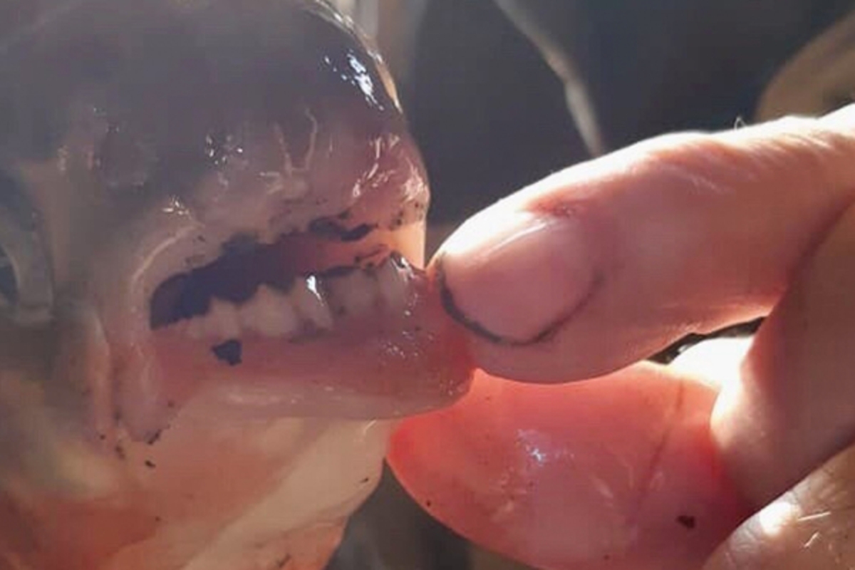 Пенсионер поймал рыбу с человеческими зубами - ФОТО