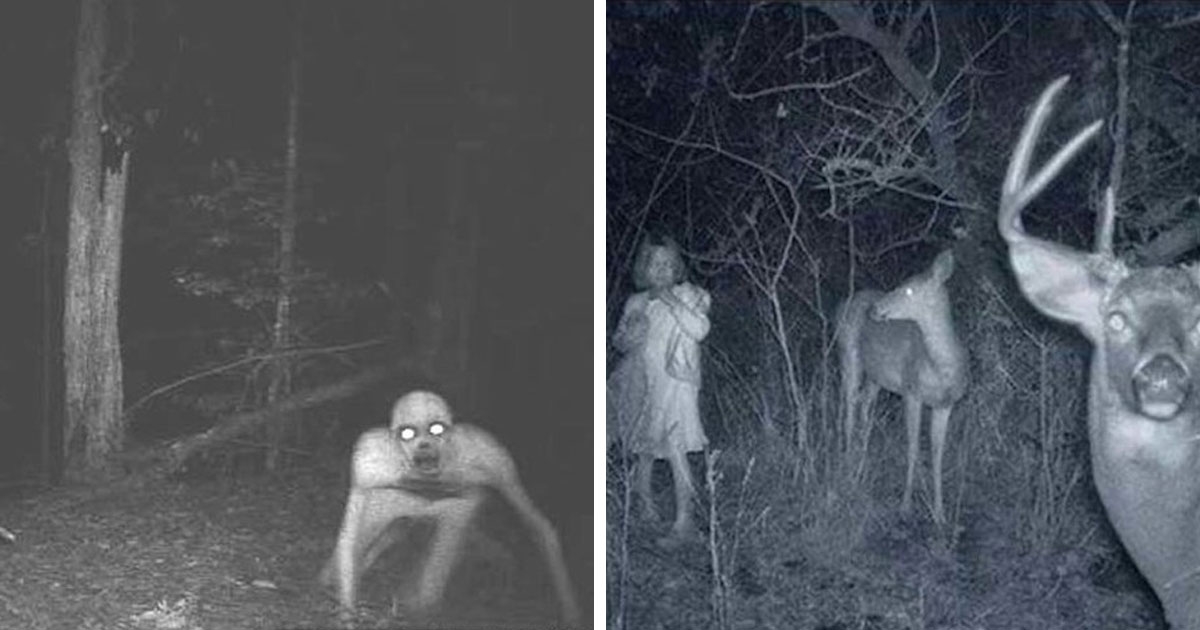 14 наиболее пугающих и загадочных кадров со скрытых камер в лесу - ФОТО
