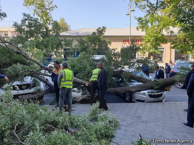 В Баку ветер повалил крупное дерево, пострадали 3 автомобиля