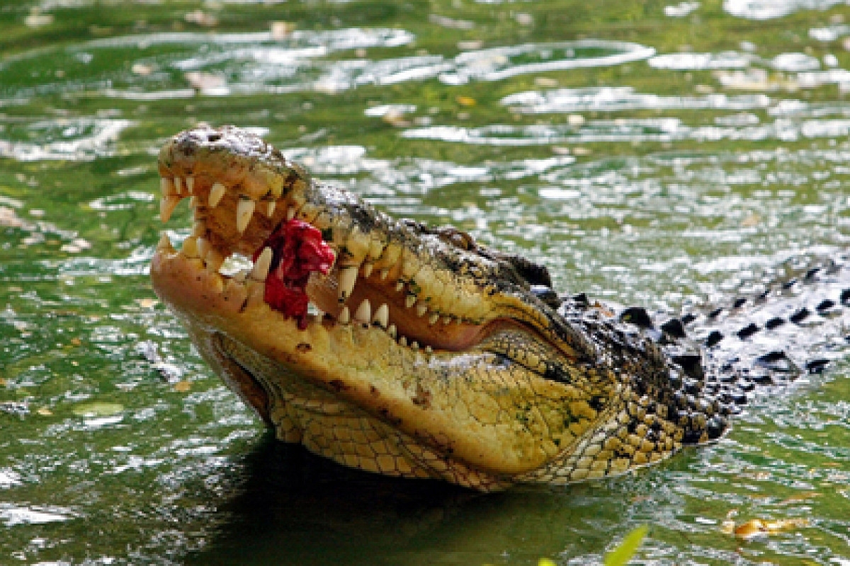 Гребнистый крокодил нападает