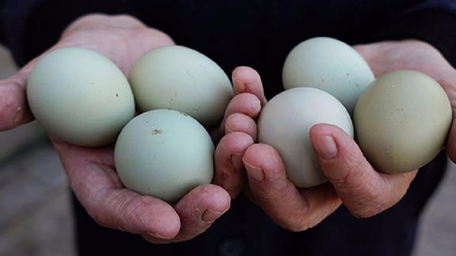 В Азербайджане продаются яйца по пять манатов - ФОТО