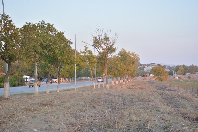 На родине Насими в Шамахы будет посажено до 50 тыс. деревьев - ФОТО
