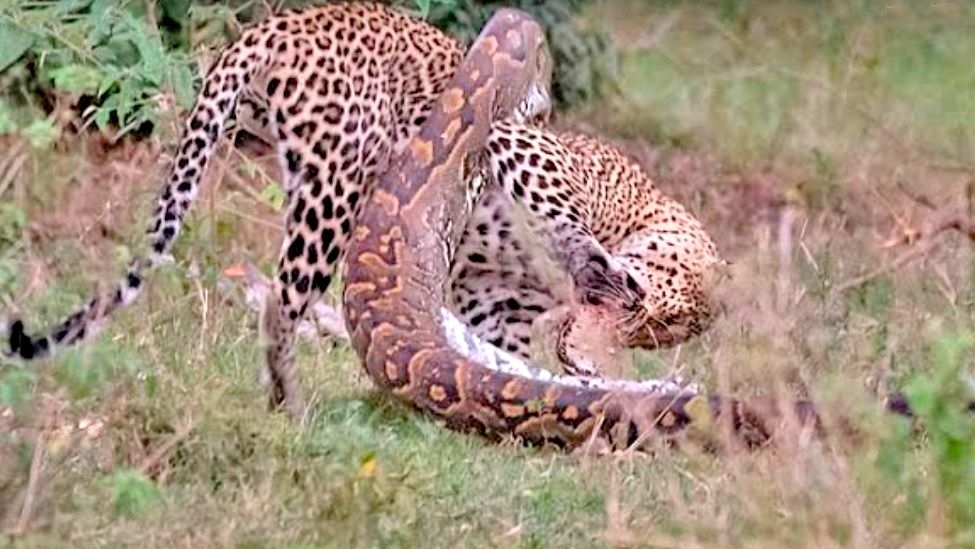 Леопард напал на огромного питона и чуть не погиб - ВИДЕО