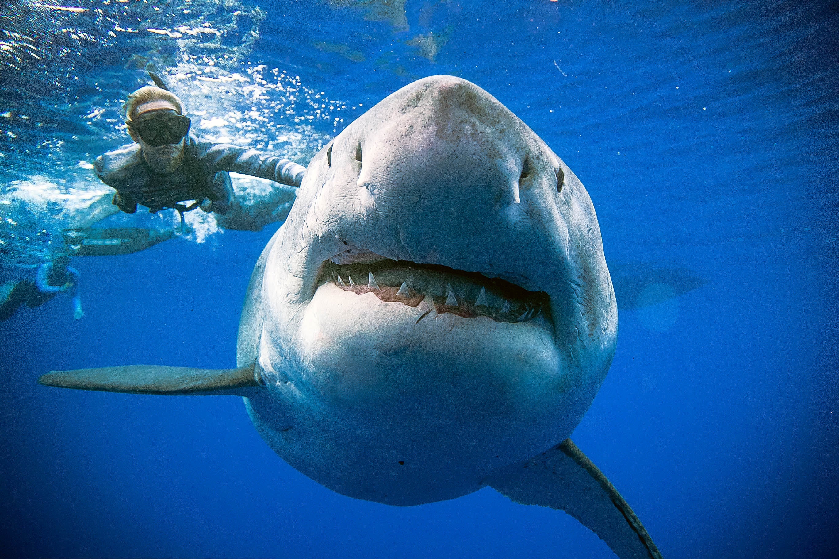 Девушка поплавала возле огромной акулы-людоеда и напугала пользователей сети - ВИДЕО