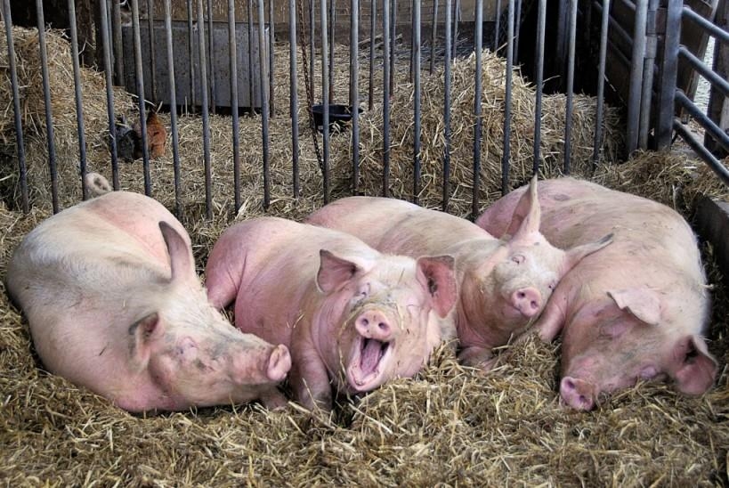 Обеспокоенный отец предложил 300 свиней за женитьбу на дочери