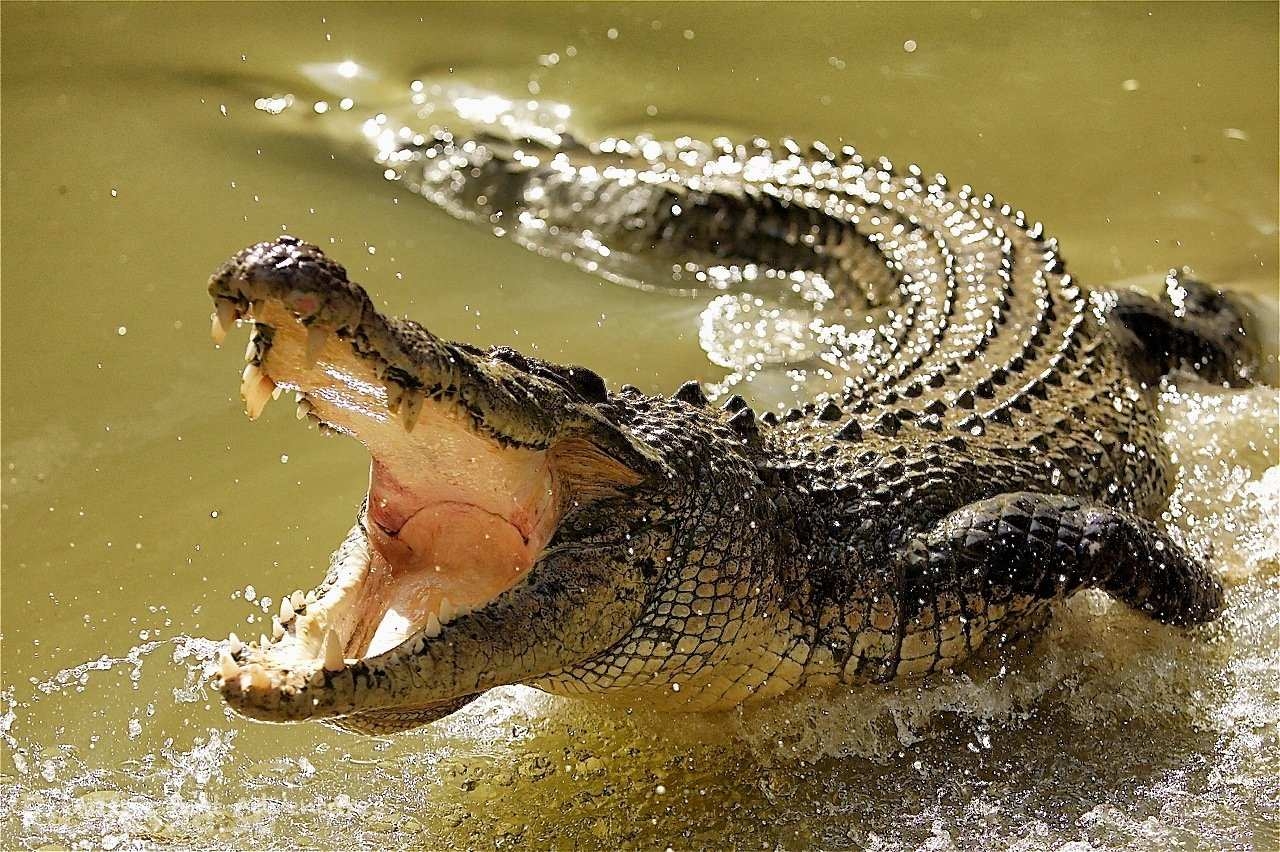 Мужчина искал шпинат и был съеден крокодилом