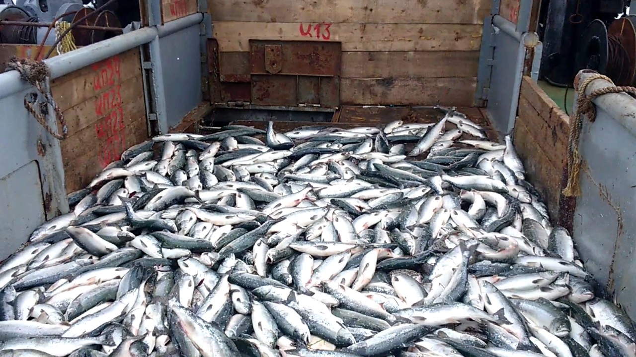 Эти лица не смогут ввозить рыбную продукцию в Азербайджан