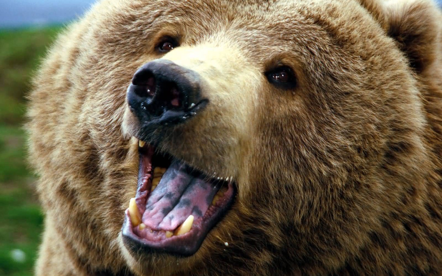 Опубликованы кадры нападения медведя в Азербайджане - ВИДЕО