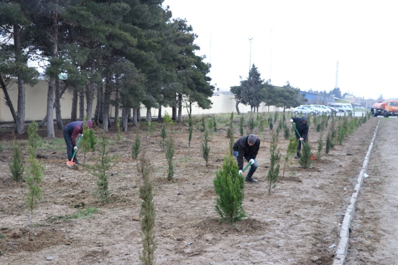 Сегодня по инициативе Мехрибан Алиевой в стране будет посажено 650 тысяч деревьев