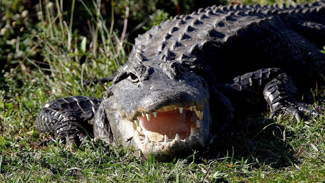 Крокодил перекусил мужчину пополам