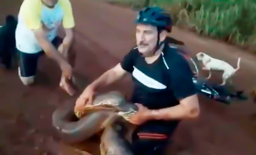 Мужчина 20 минут боролся с четырехметровой змеей ради спасения собаки - ВИДЕО