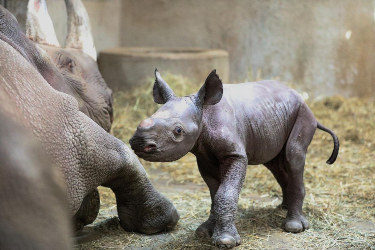 Редкий черный носорог родился в зоопарке США - ВИДЕО
