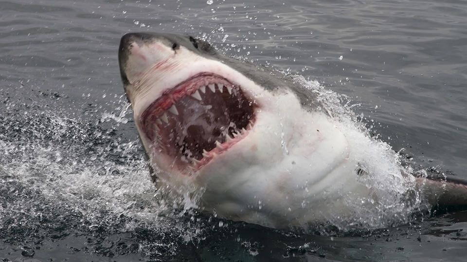 В желудке трехметровой акулы нашли человеческие руки и браслет