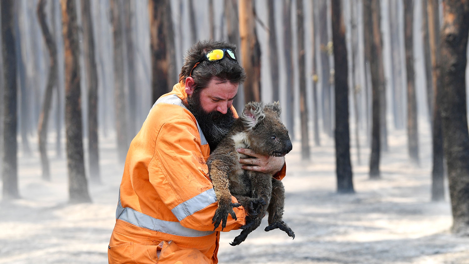 Более миллиарда животных погибли в лесных пожарах Австралии - ВИДЕО
