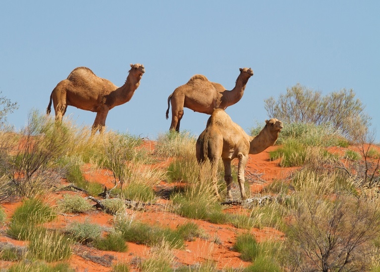 В Австралии власти застрелили 5 тысяч верблюдов
