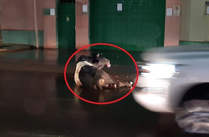 В Баку полиция застрелила напавшего на людей теленка - ВИДЕО