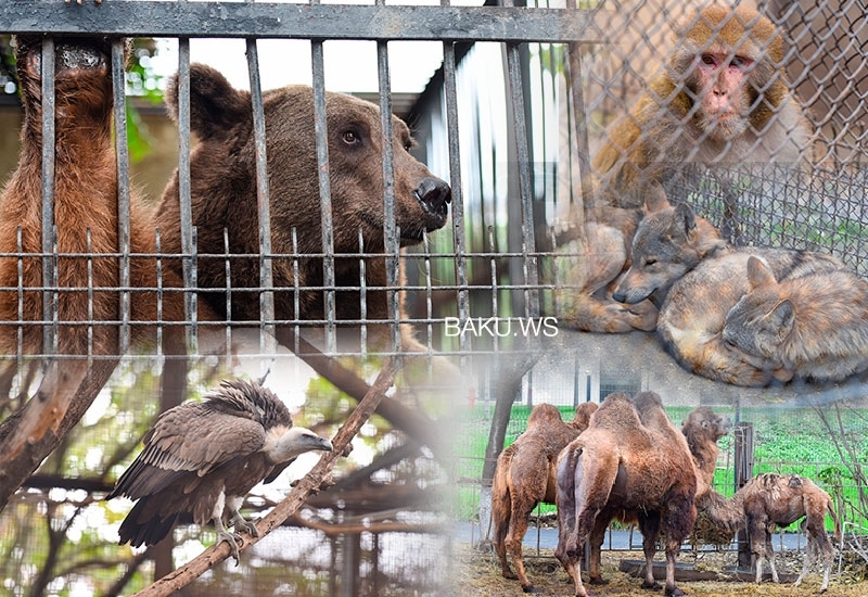 Стало известно, где содержат животных во время ремонта в зоопарке - ФОТО